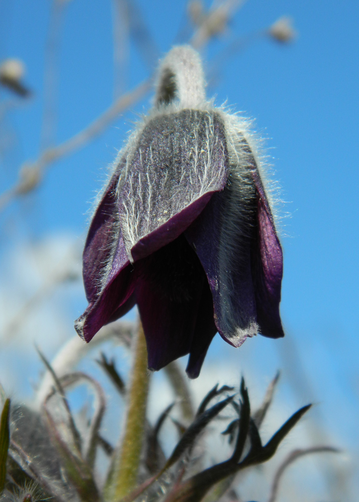 Изображение особи Pulsatilla ucrainica.