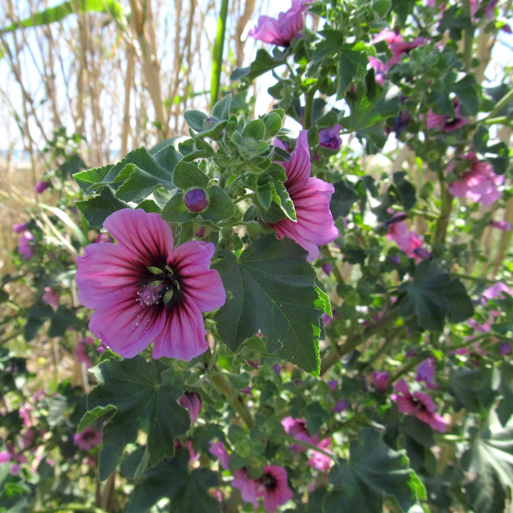 Image of Malva arborea specimen.