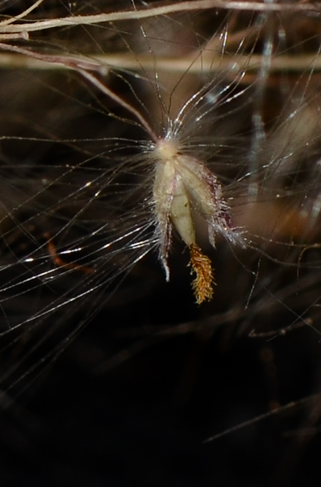 Image of Tricholaena teneriffae specimen.