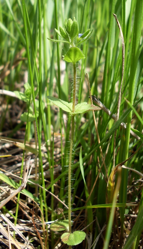 Image of Veronica arvensis specimen.