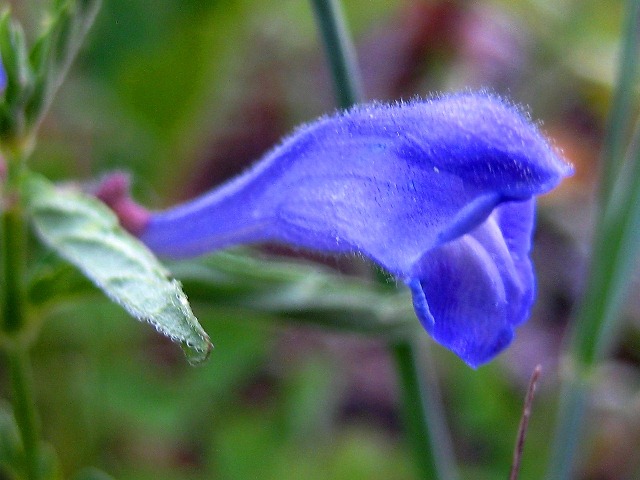 Image of Scutellaria galericulata specimen.