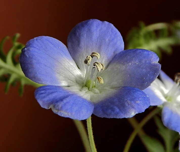 Image of Nemophila menziesii specimen.