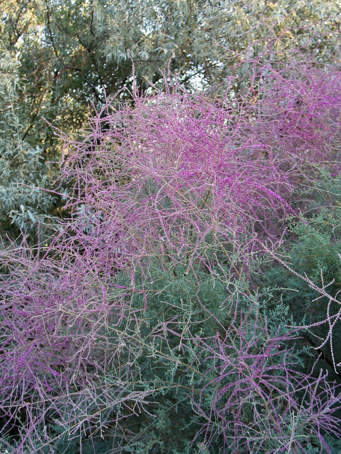 Image of Tamarix ramosissima specimen.