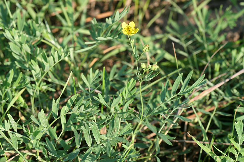 Изображение особи Potentilla bifurca.