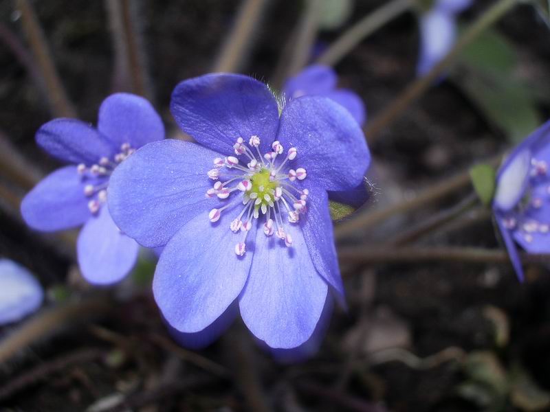 Image of Hepatica nobilis specimen.