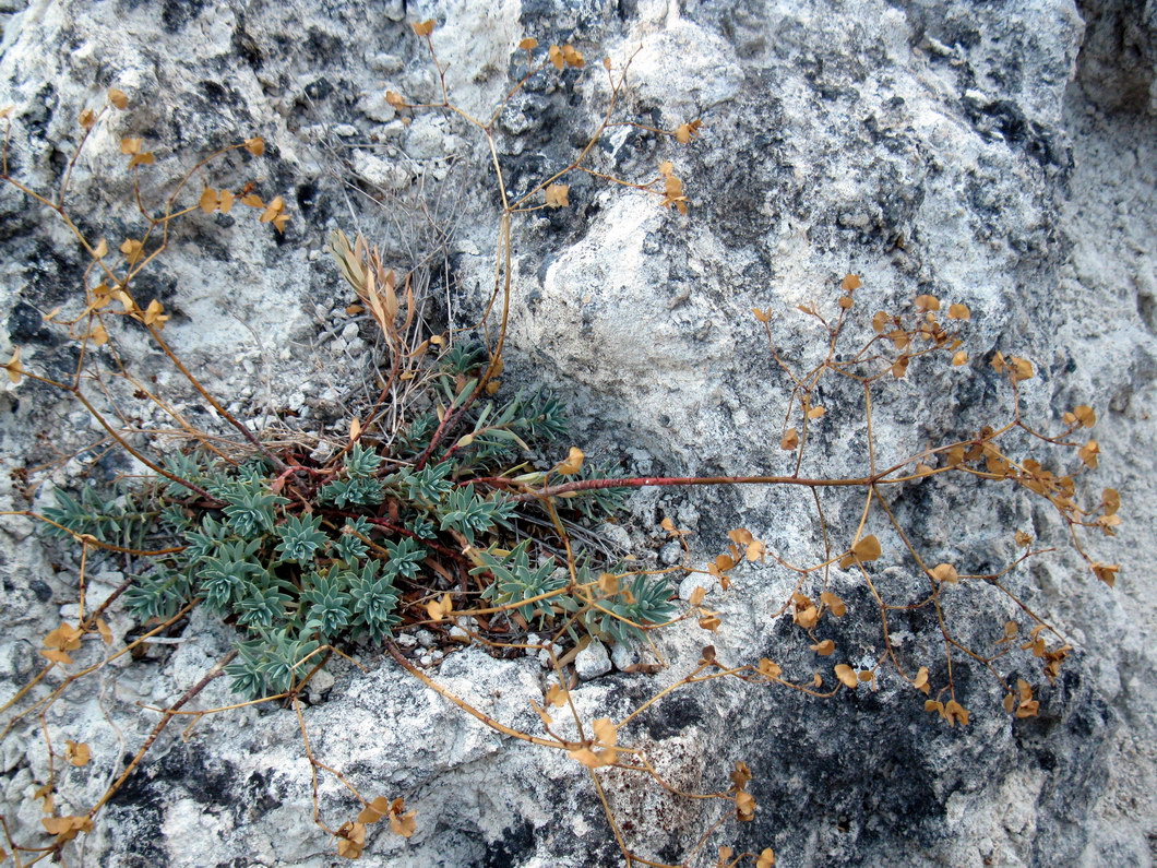 Изображение особи Euphorbia petrophila.