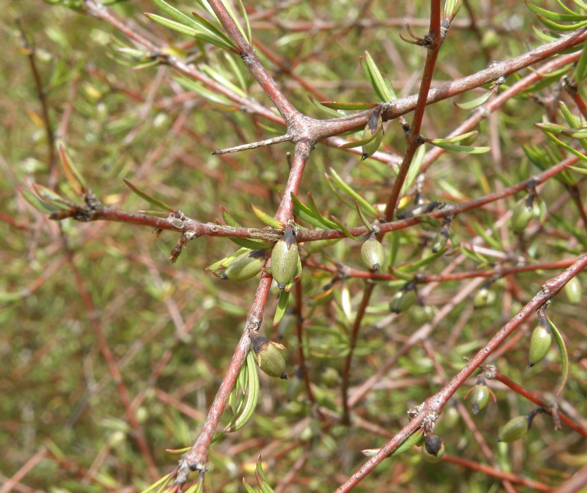 Image of Coprosma intertexta specimen.