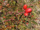 Rosa canina