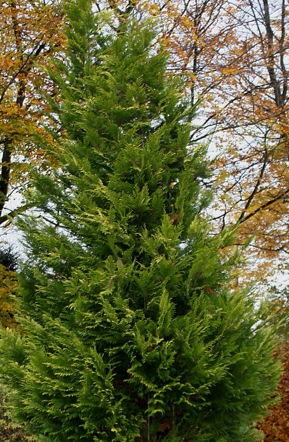 Изображение особи Cupressus &times; leylandii.