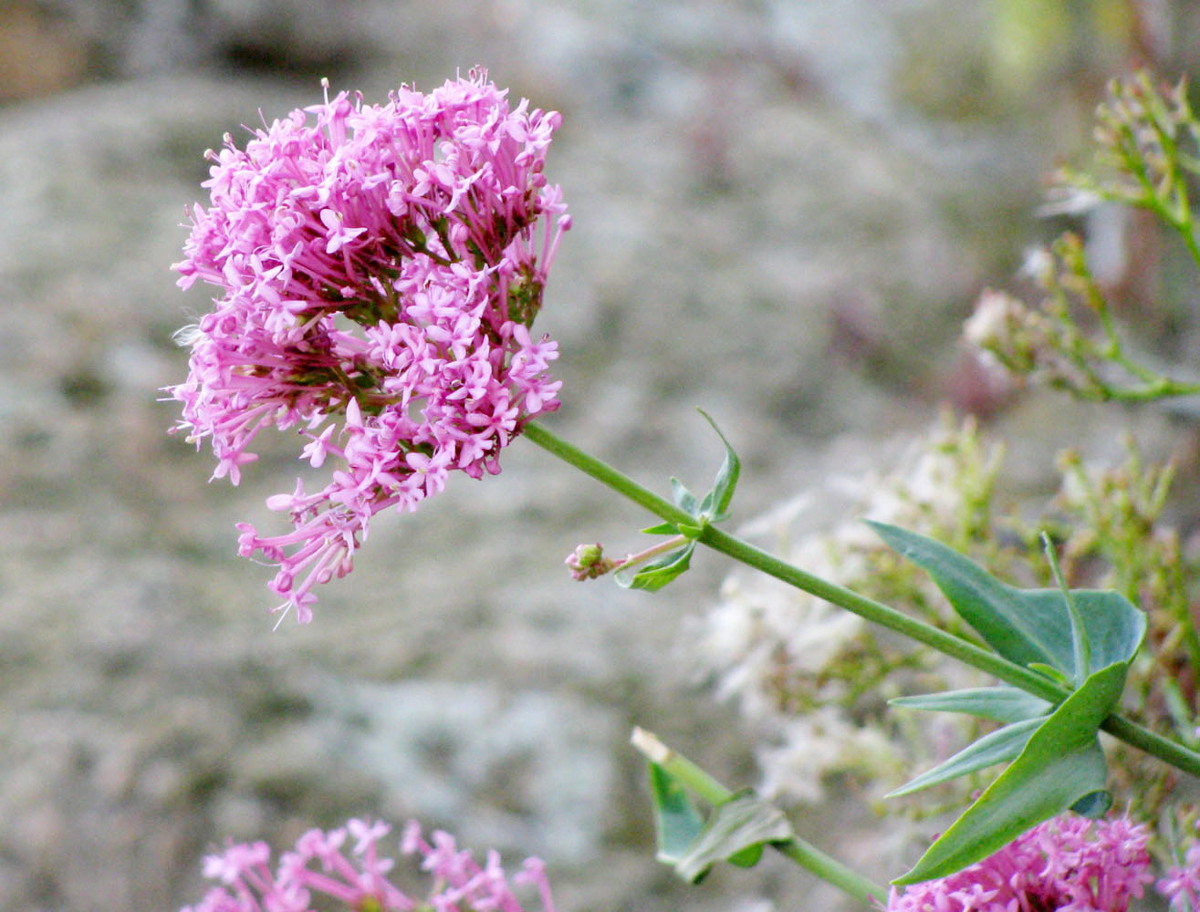 Image of Centranthus ruber specimen.