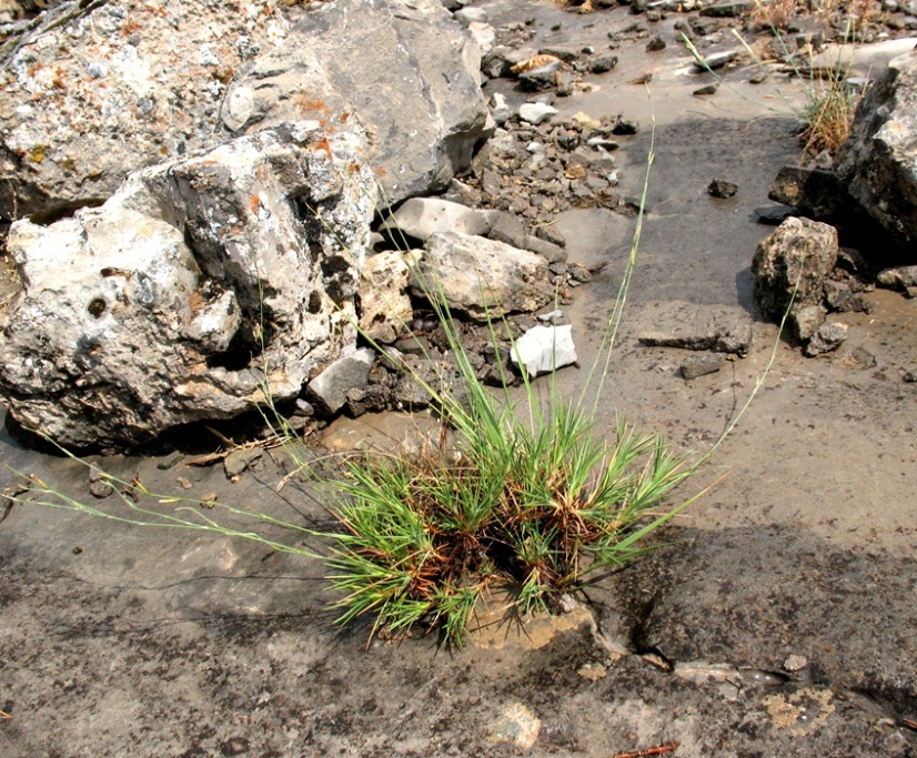 Изображение особи Acantholimon majewianum.