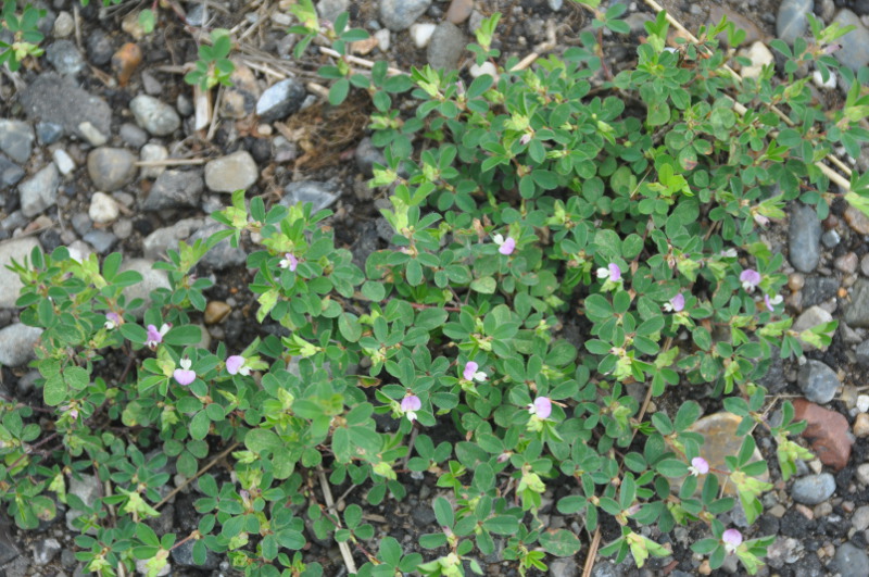 Image of Kummerowia stipulacea specimen.