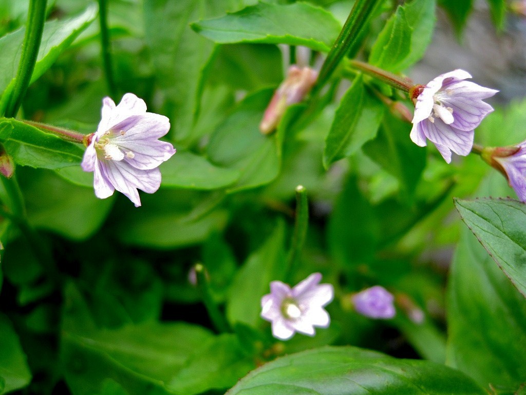 Изображение особи Epilobium glandulosum.