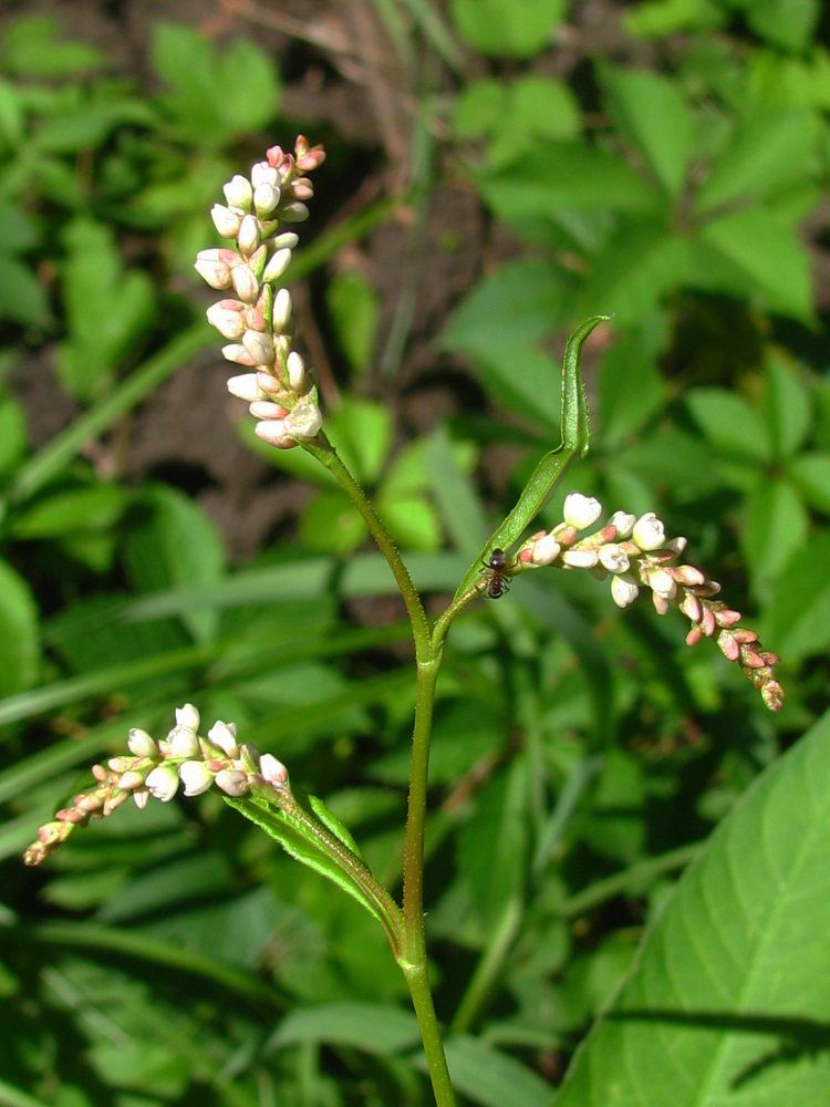 Image of Persicaria lapathifolia specimen.