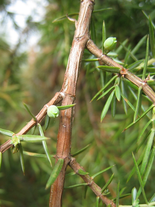 Изображение особи Juniperus communis.