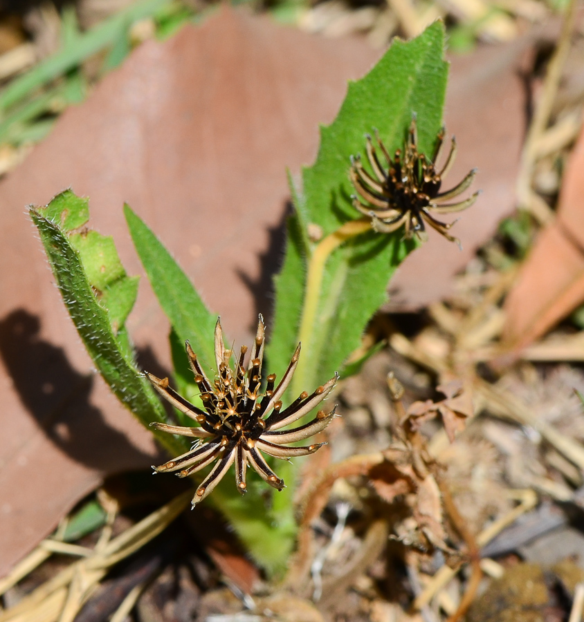 Image of Hedypnois rhagadioloides specimen.