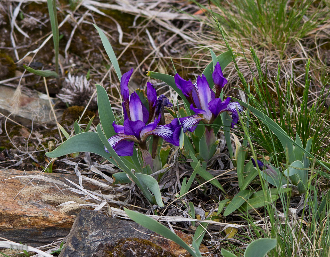 Изображение особи Iris glaucescens.