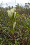 Gentiana algida