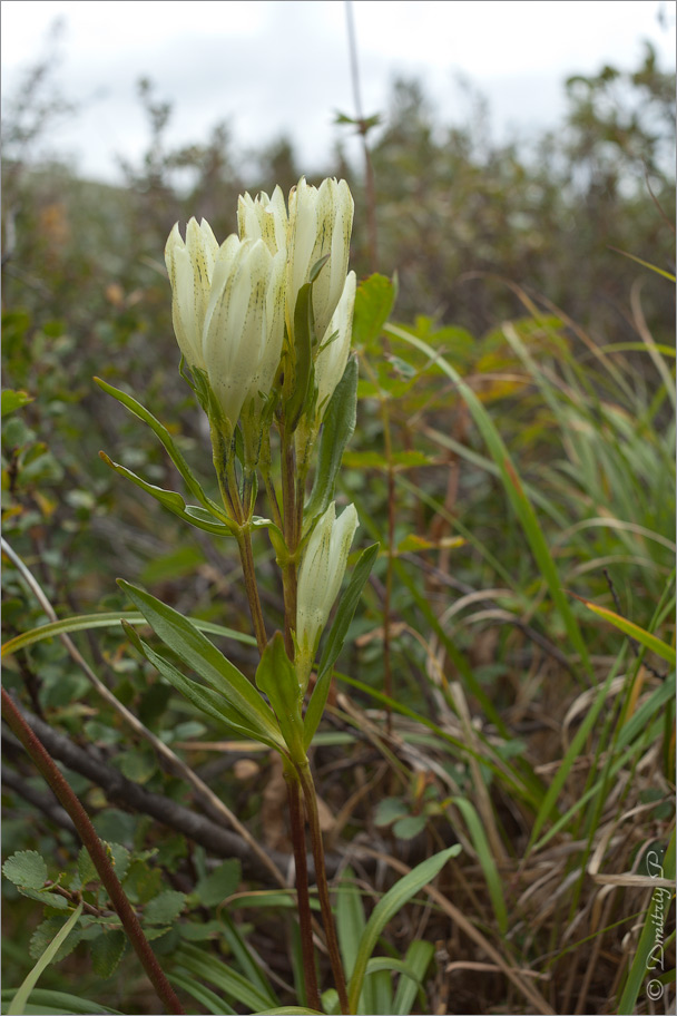 Image of Gentiana algida specimen.