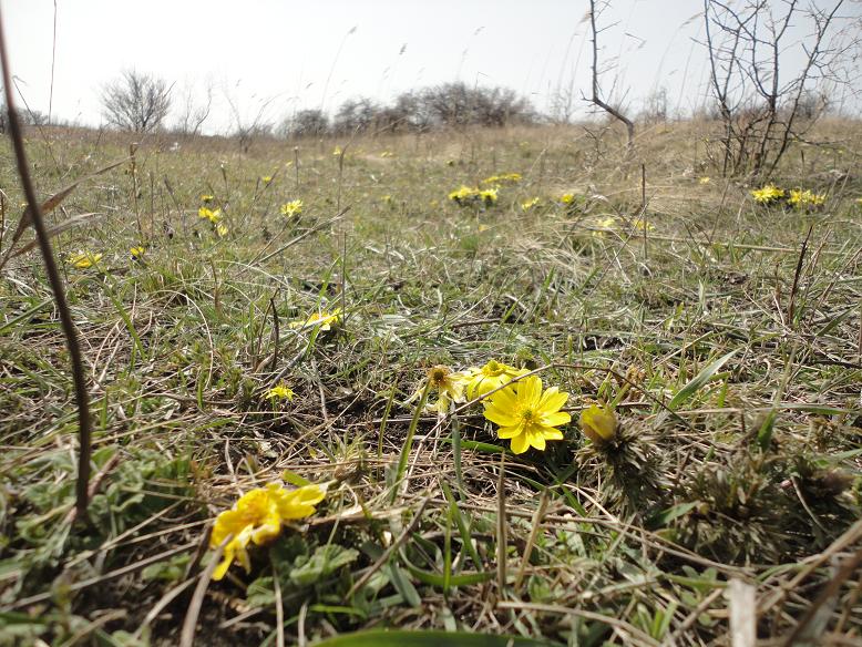 Image of Adonis volgensis specimen.