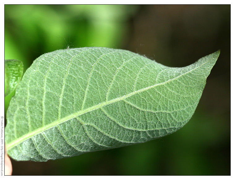 Изображение особи Salix caprea.