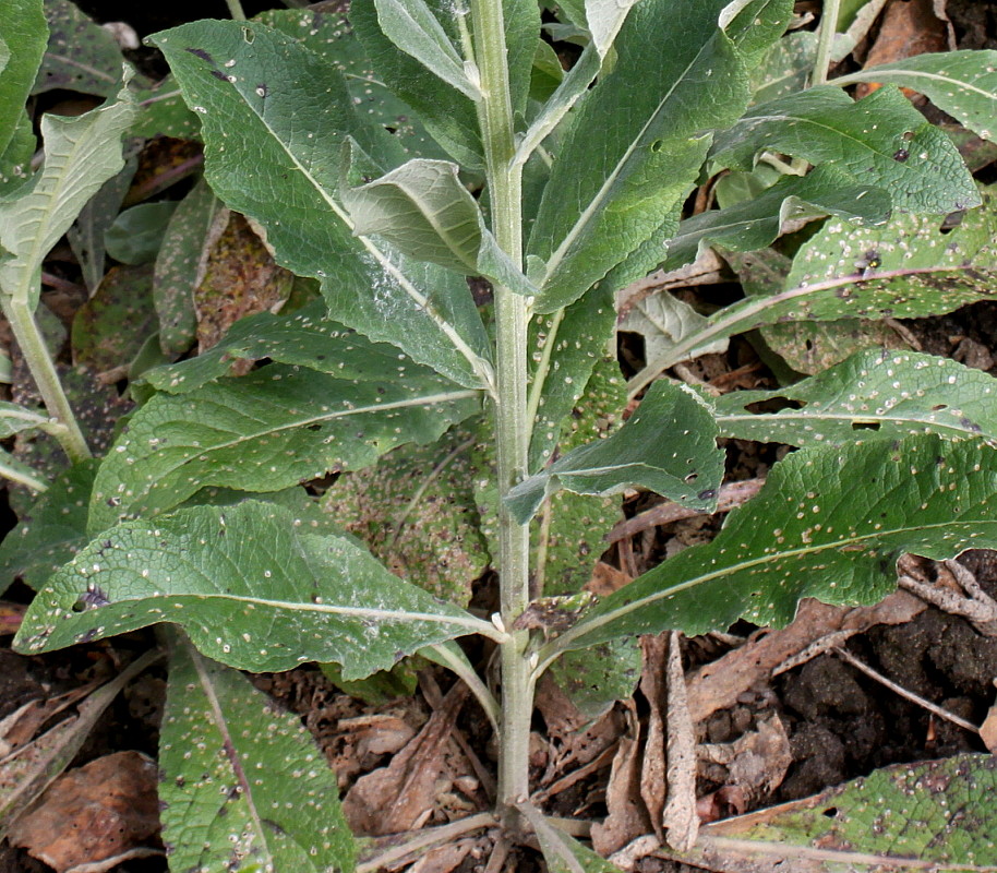 Image of Verbascum lychnitis specimen.