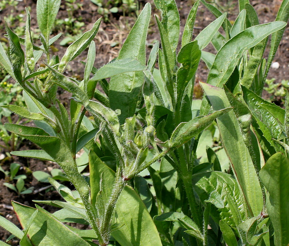 Image of Hymenoxys hoopesii specimen.