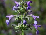 Nepeta grandiflora