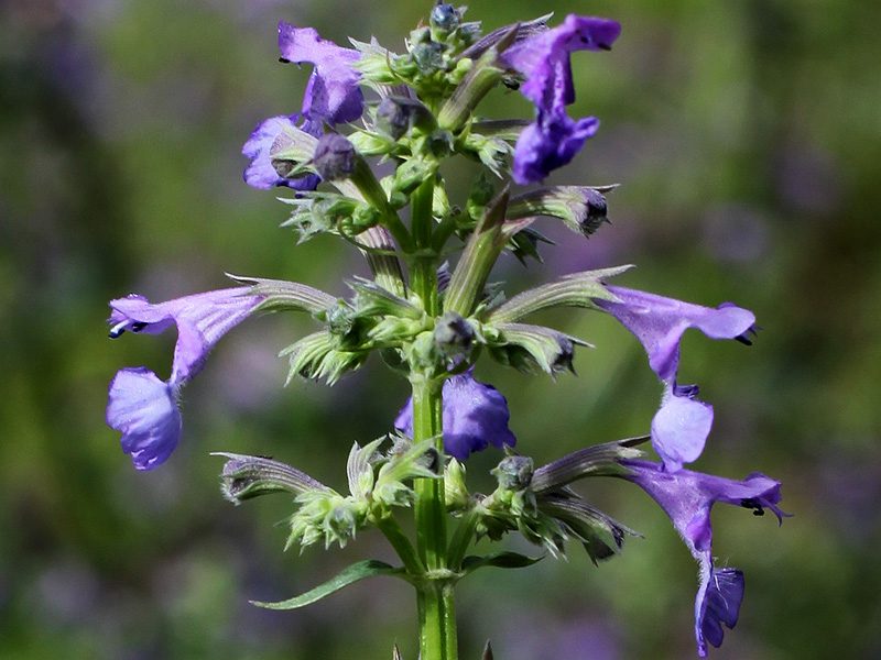 Изображение особи Nepeta grandiflora.