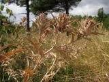 Carthamus glaucus. Верхушка плодоносящего растения. Краснодарский край, окр. г. Геленджик, прибрежная гора, каменистый склон. 24.08.2013.