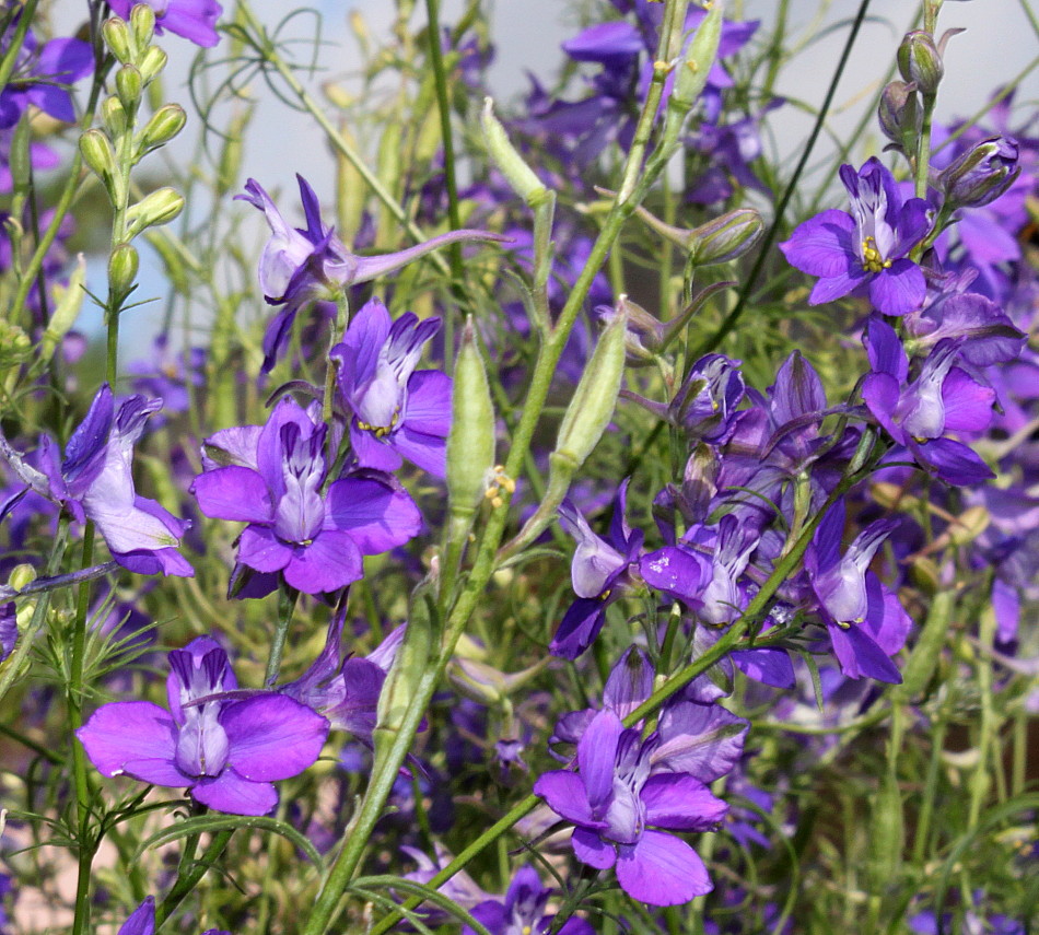 Image of Delphinium ajacis specimen.