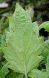 Phacelia bolanderi. Лист (обратная сторона). Германия, г. Krefeld, Ботанический сад. 11.08.2013.