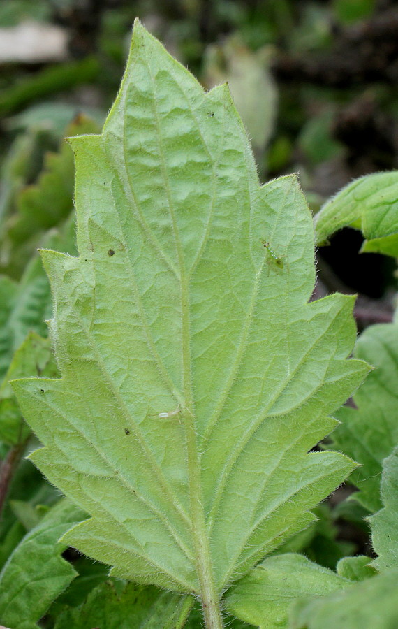 Image of Phacelia bolanderi specimen.