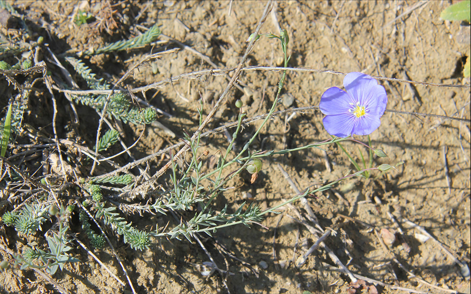 Image of Linum squamulosum specimen.