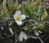 Clematis cirrhosa