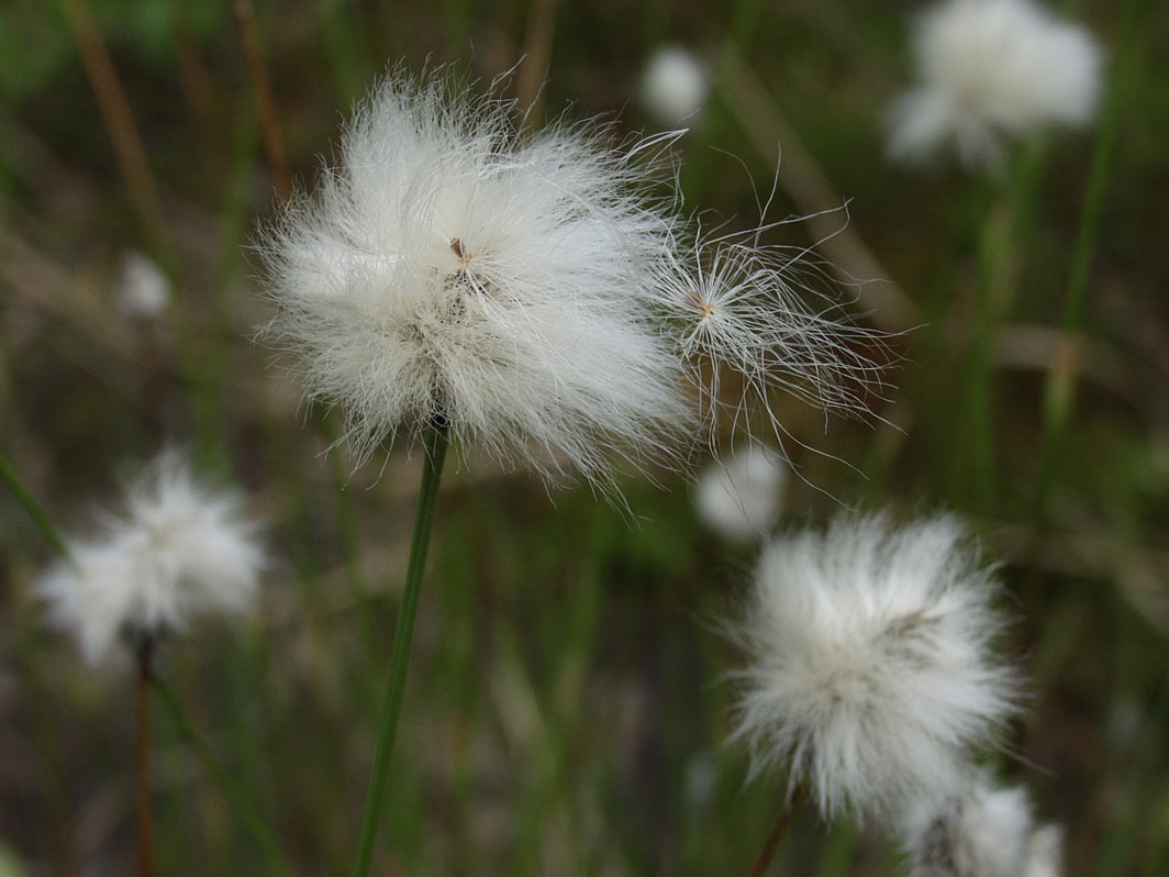 Изображение особи Eriophorum vaginatum.