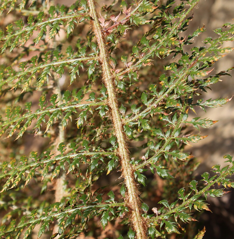 Image of Polystichum proliferum specimen.