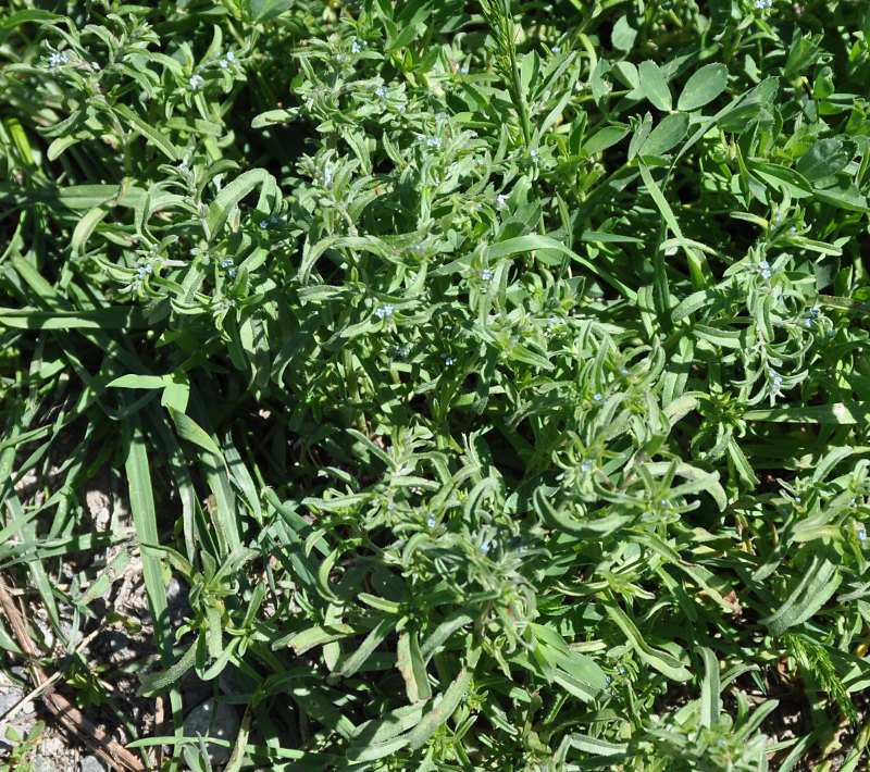 Image of familia Boraginaceae specimen.