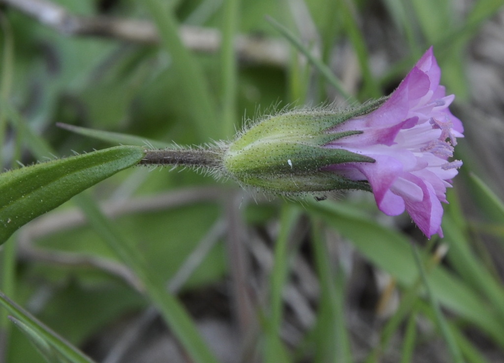 Image of Knautia orientalis specimen.