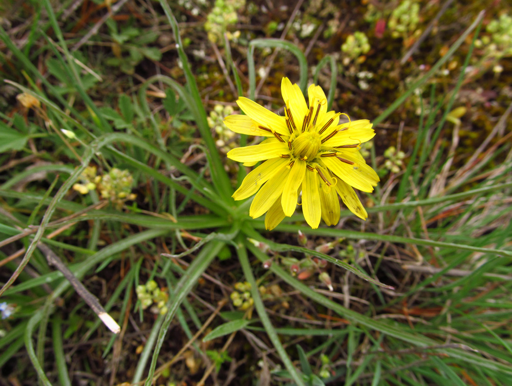 Image of Scorzonera mollis specimen.