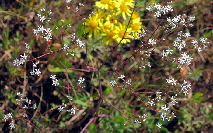 Image of Gypsophila volgensis specimen.