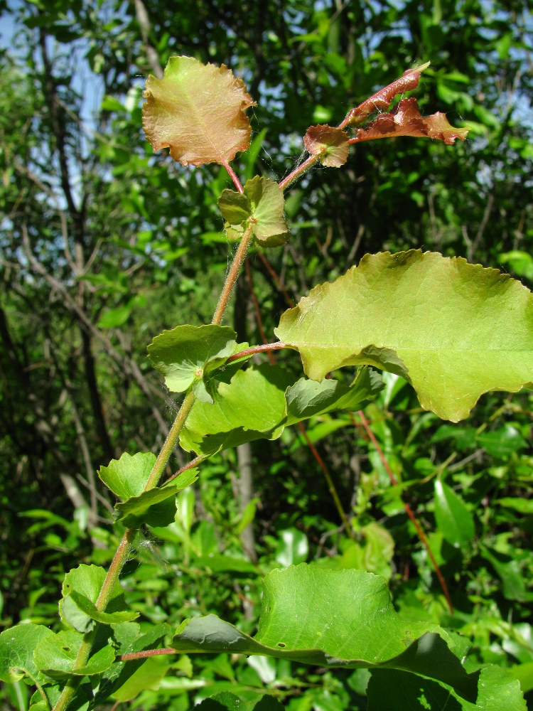 Изображение особи Salix pyrolifolia.