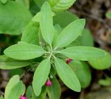 Kalmia angustifolia. Верхушка побега. Германия, г. Дюссельдорф, Ботанический сад университета. 02.06.2014.