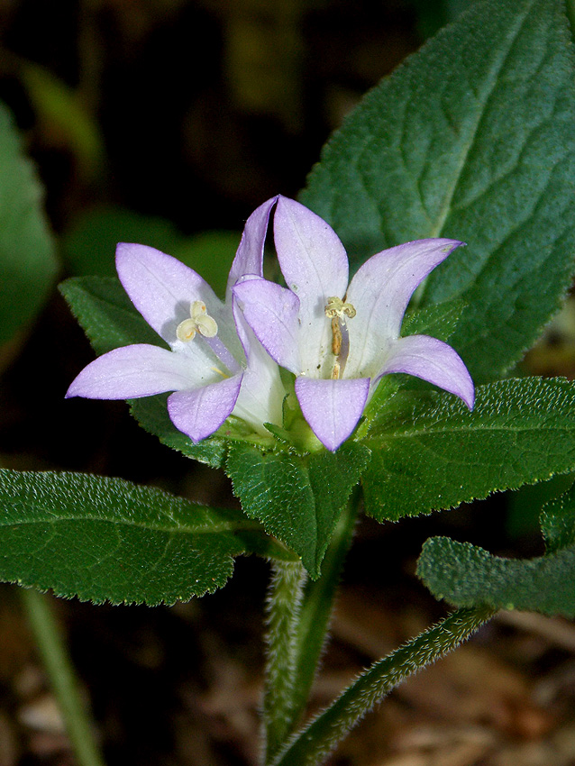 Image of Campanula maleevii specimen.