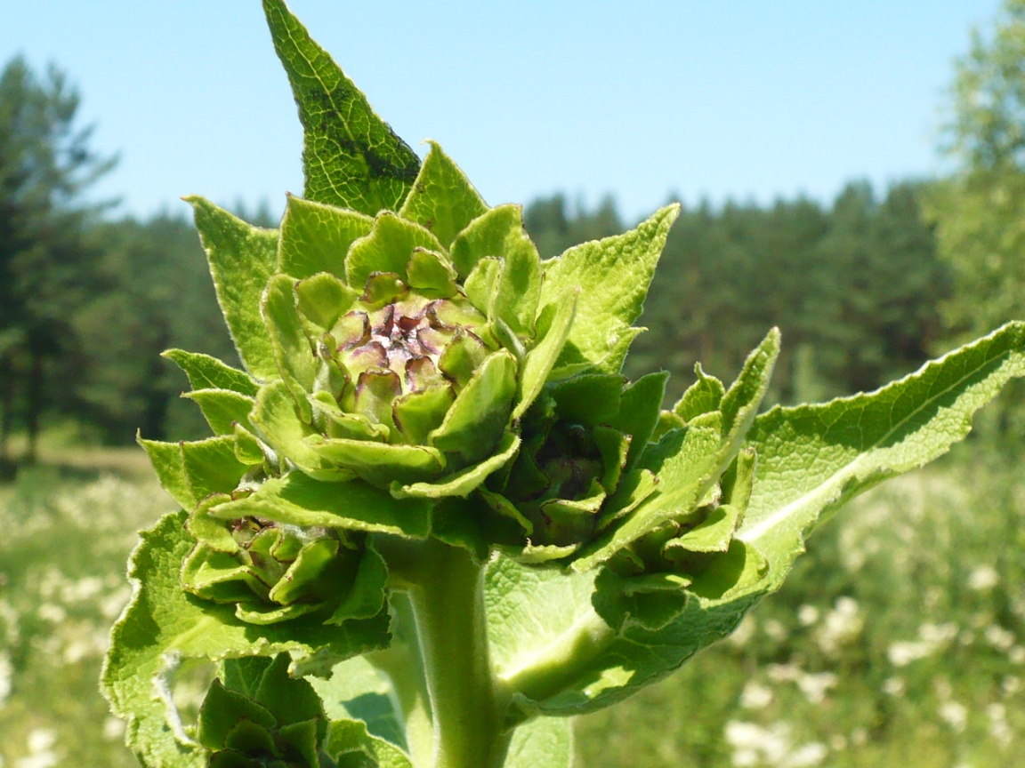 Изображение особи Inula helenium.