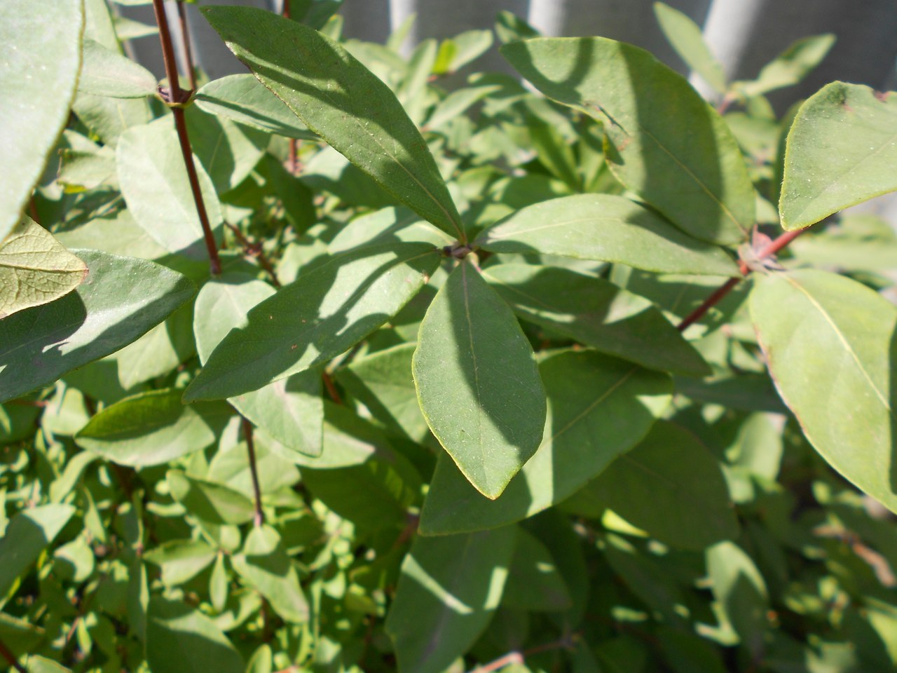 Image of genus Lonicera specimen.