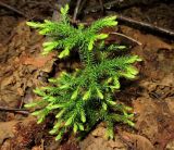 Lycopodium juniperoideum