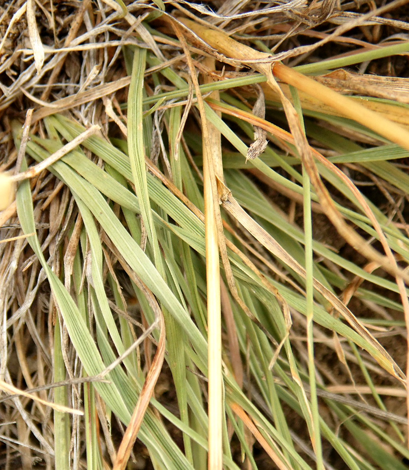 Image of genus Koeleria specimen.