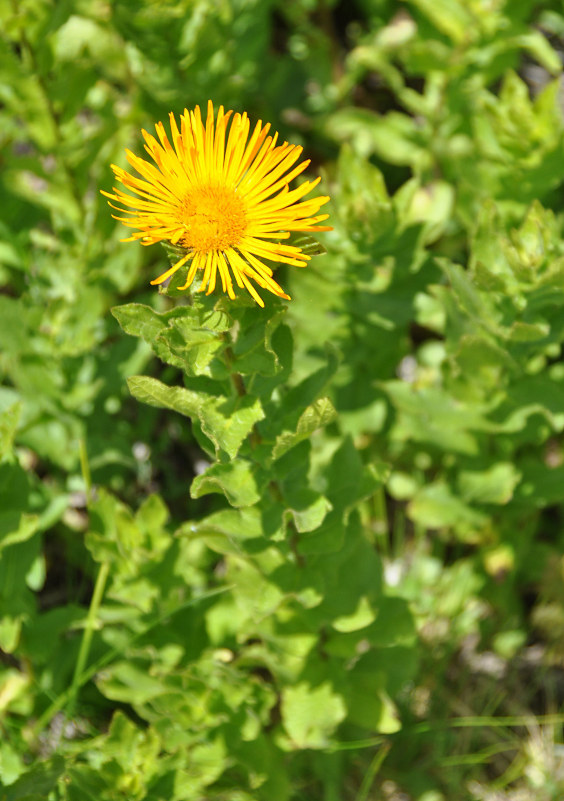 Image of Inula grandiflora specimen.