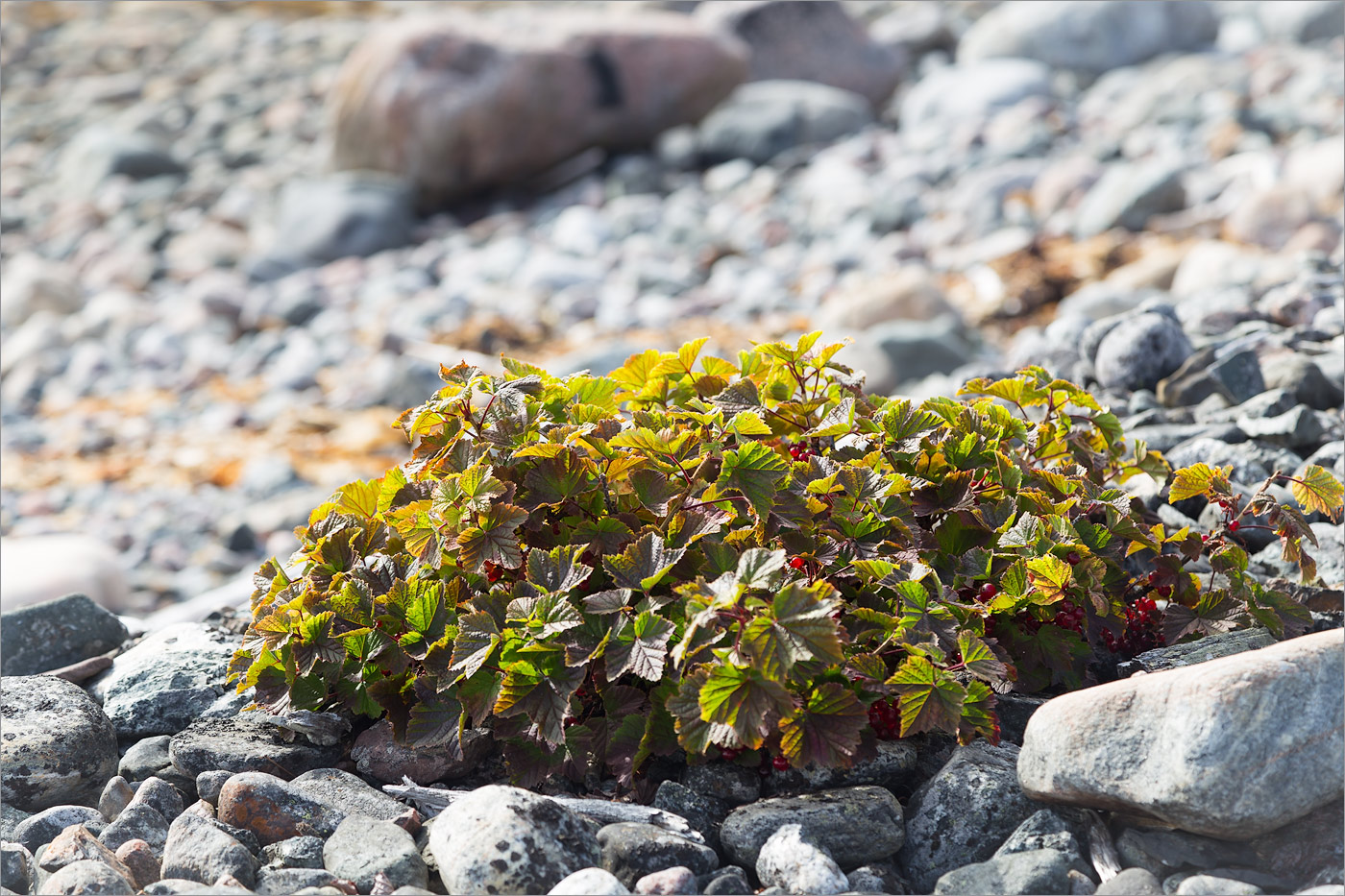 Image of Ribes glabrum specimen.